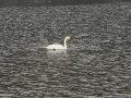 22-Lebada-pe-Lacul-Firiza