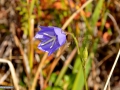 69_Campanula-persicifolia