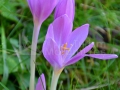 85_Colchicus-autumnale
