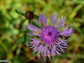 95_Floare