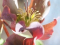 Spanz_Helleborus-purpurascens