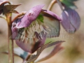 Spanz_Helleborus-purpurascens_01