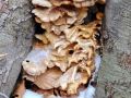 Pleurotus-ostreatus-Pastravi