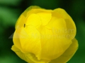 Bulbuc de munte_Trollius europaeus