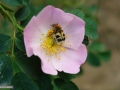 Floare de maces