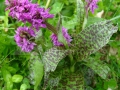 Orhidee_Dactylorhiza maculata