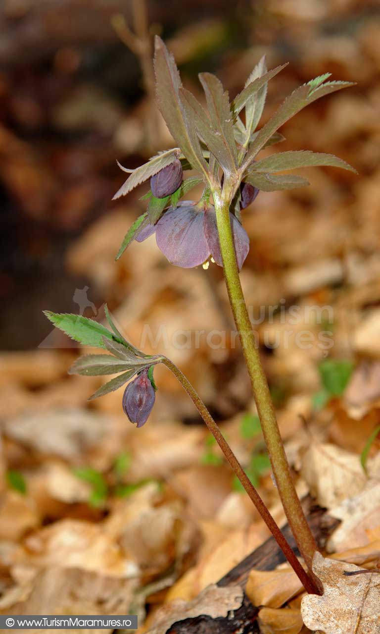 10_Heleborus-purpurescens_Spanz