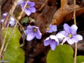 Albastrele_Hepatica-Nobilis