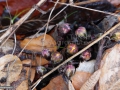 Boboci-de-captalan_Pesatises-album