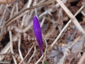 Brandusa-de-primavara_Crocus-vernum