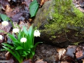 Luscute_Leucojum-vernum