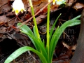 Luscute_Leucojum-vernum_01