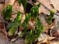 Luscute_Leucojum-vernum_02