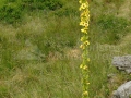 Lumanarica_Verbascum densiflorum