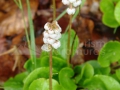 Pyrola minor