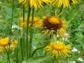 Telekia sp.
