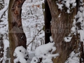Trunchi stejar iarna Maramures