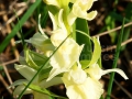 17_Orchis-pauster_Untul-vacii