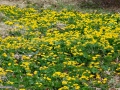 Calcea calului_Caltha palustris