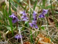 Degetaruti_Soldanella transilvanica