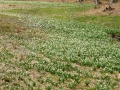 Luscute-Leucojum vernum