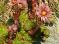 02_Sempervivum-tectorum_urechelnita