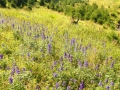 04_Omagi-rasfirati-vedere-spre-Valea-Rea
