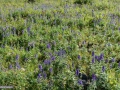 05_Omagi-sub-Piatra-Rea