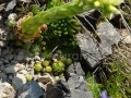 10_Urechelnita_Sempervivum-sclehani