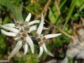 11_Leontopodium-alpinum_Floare-de-colt