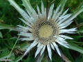 17_Carlina-acaulis_Turta-vacii