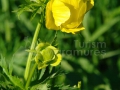 Bulbuci-de-Munte_Trollius-europaeus