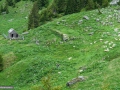 Caldarea-Puzdre