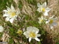 Oite_Pulsatilla-alba-alpina