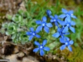 Steluta-Domnului_Gentiana-verna