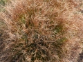 32_Nardus-stricta_Parul-porcului
