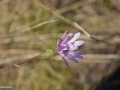 42_Scorzonera-rosea