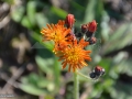 52_Ruscuta_Hyeracium-pilosella