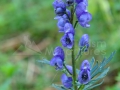 12_Aconitum-paniculatum_Omag-rasfirat