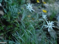 15_Leontopodium-alpinum_Flori-de-colt