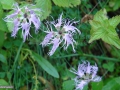 20_Dianthus-spiculifolium_Barba-ungurului