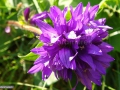 25_Ciucure_Campanula-glomerata