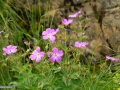 47_Geranium-sp