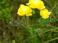 48_Trollius-europaeus