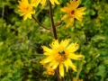 49_Arnica-montana