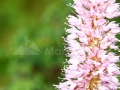 50_Floare-alpina
