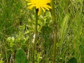 51_Flori-alpine