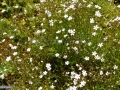 55_Flori