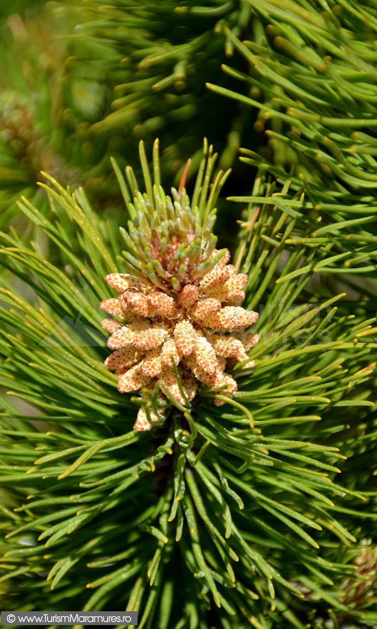 86_Jneapan_-Pinus-mugo