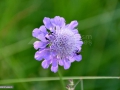 05_Flori